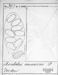 Ascobolus immersus image